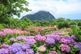 6월 제주도 가볼만한곳 10선 숨은 명소 맛집 코스_4