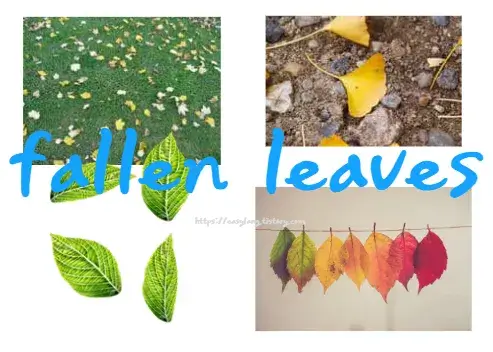 낙옆-영어-로-fallen-leaves