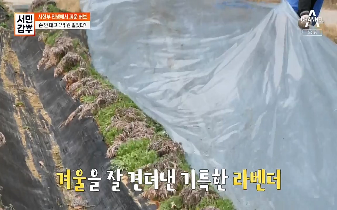 서민 갑부.E380.220424p-NEXT.mp4_20220424_184344.494.jpg
