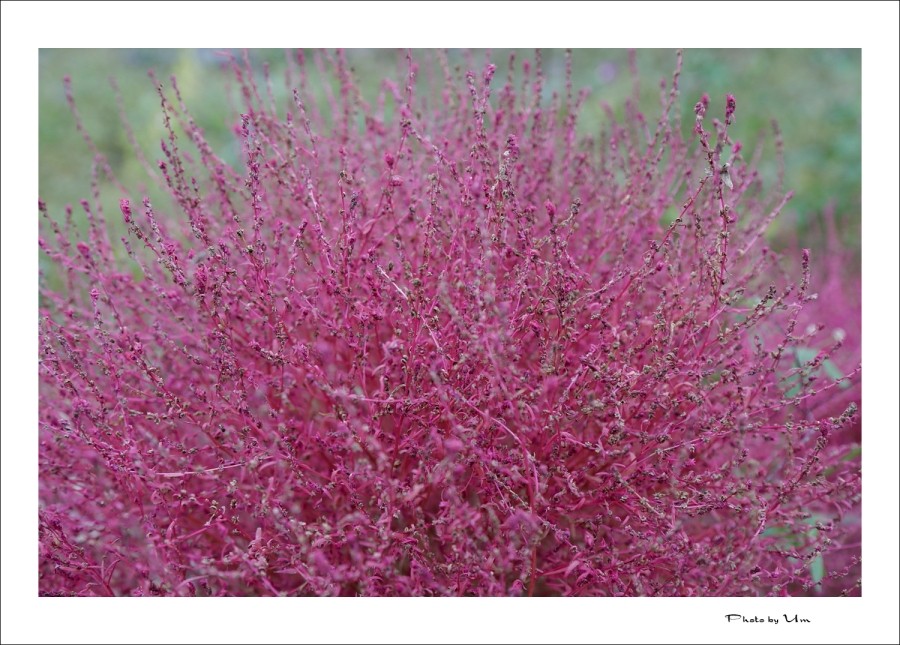 オランダ家の夏の不敬行為