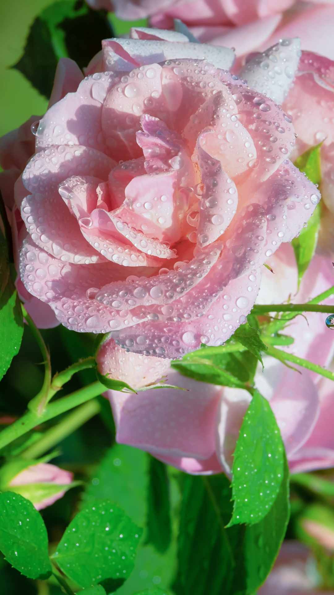 Rose Flower iPhone Wallpaper