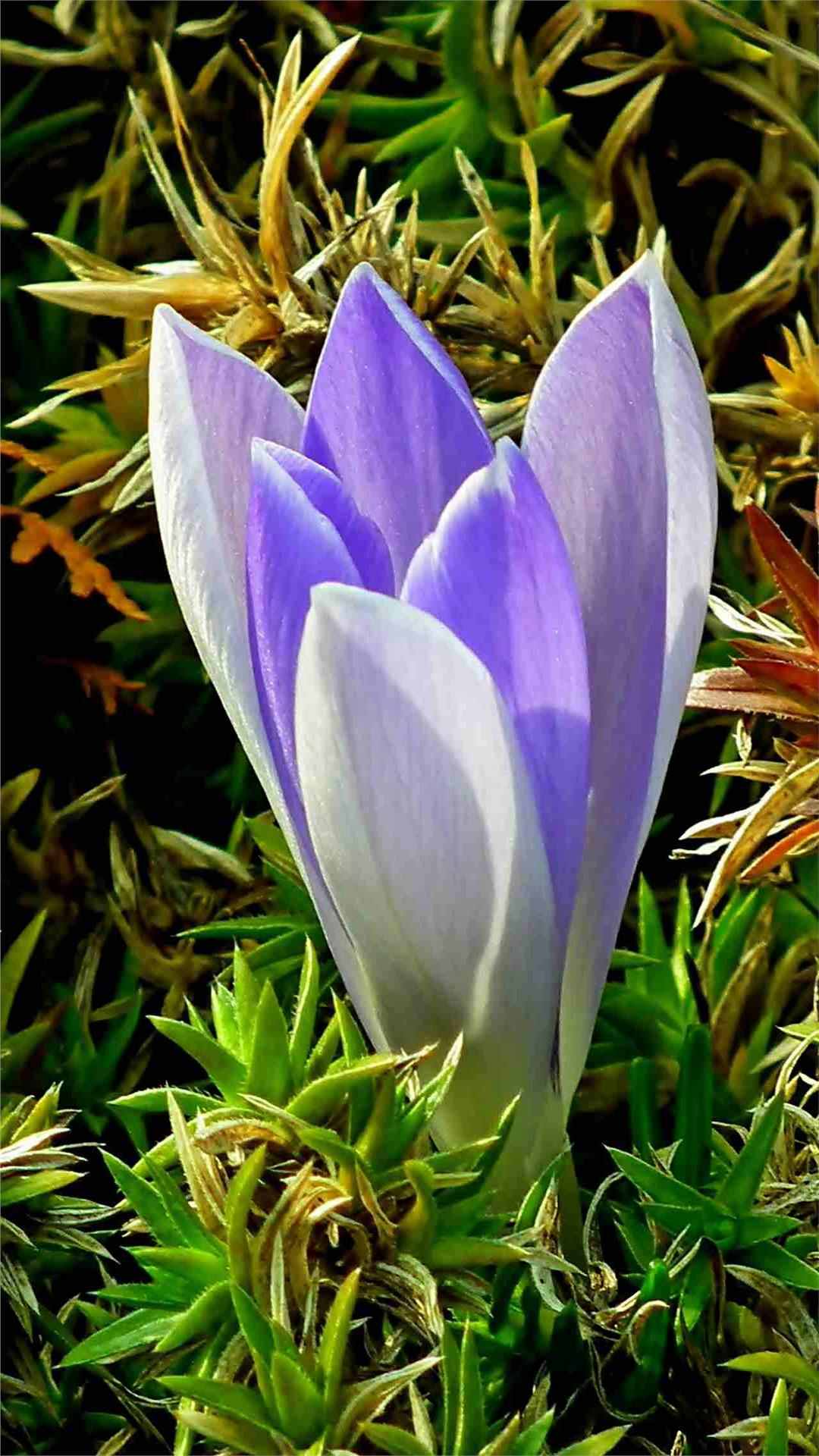 Crocus Flower iPhone Wallpaper