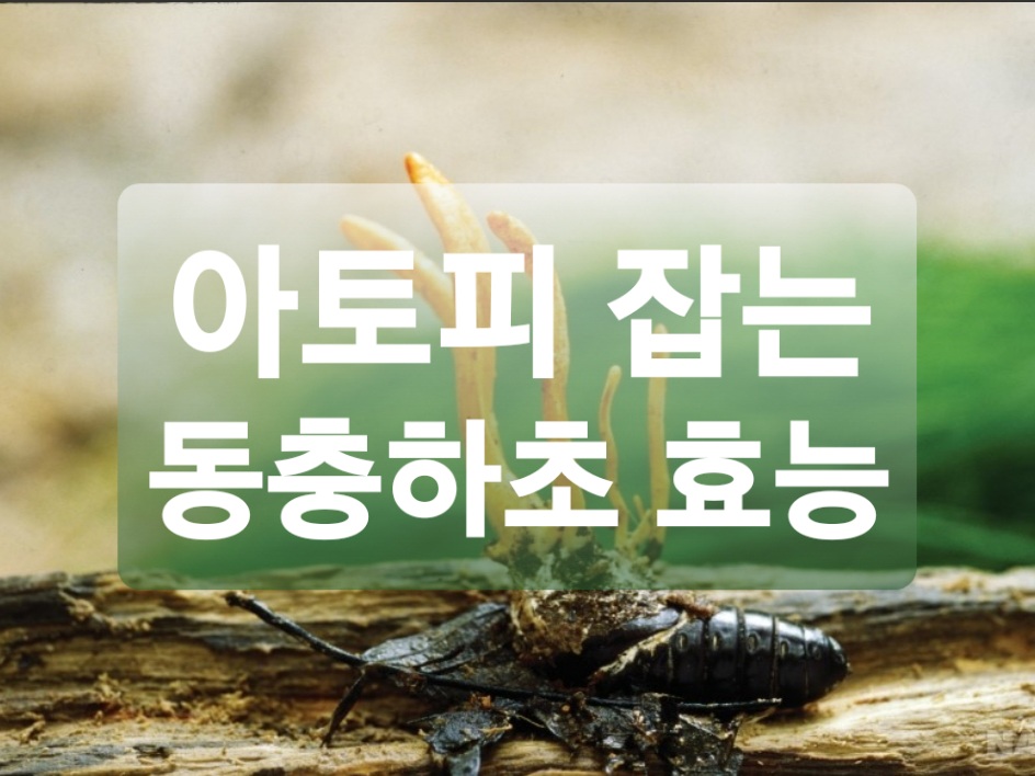  아토피에 좋은 음식 동충하초의 효능!