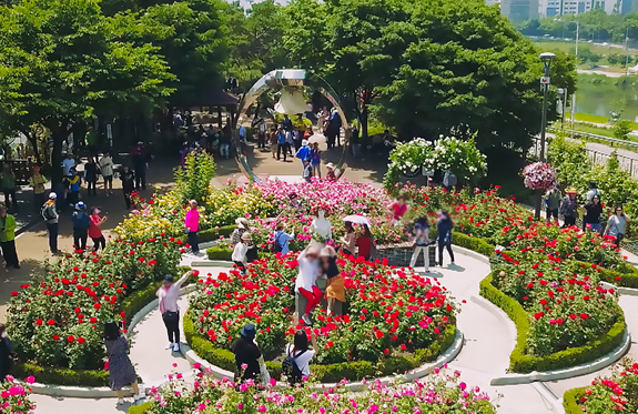 서울 수도권 장미 정원