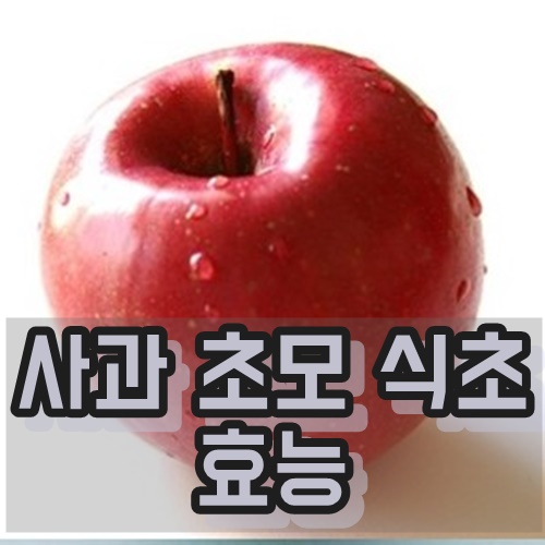  사과초모식초 효능
