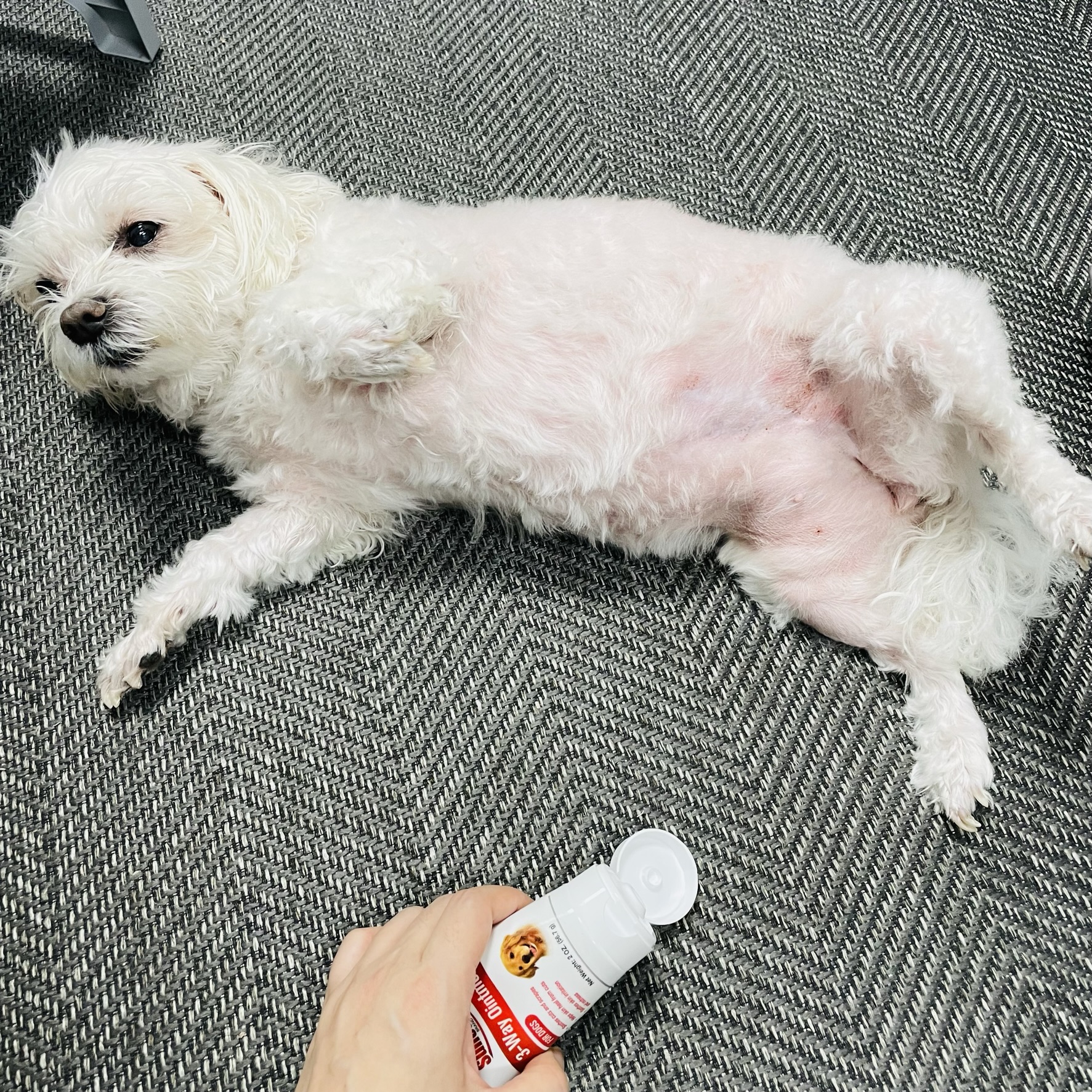  강아지 연고 피부병 상처 상비약 설포딘