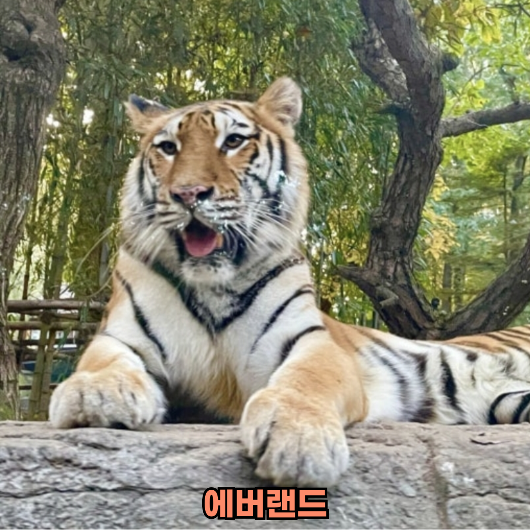 에버랜드 사파리 예약 방법과 튤립 축제 정보