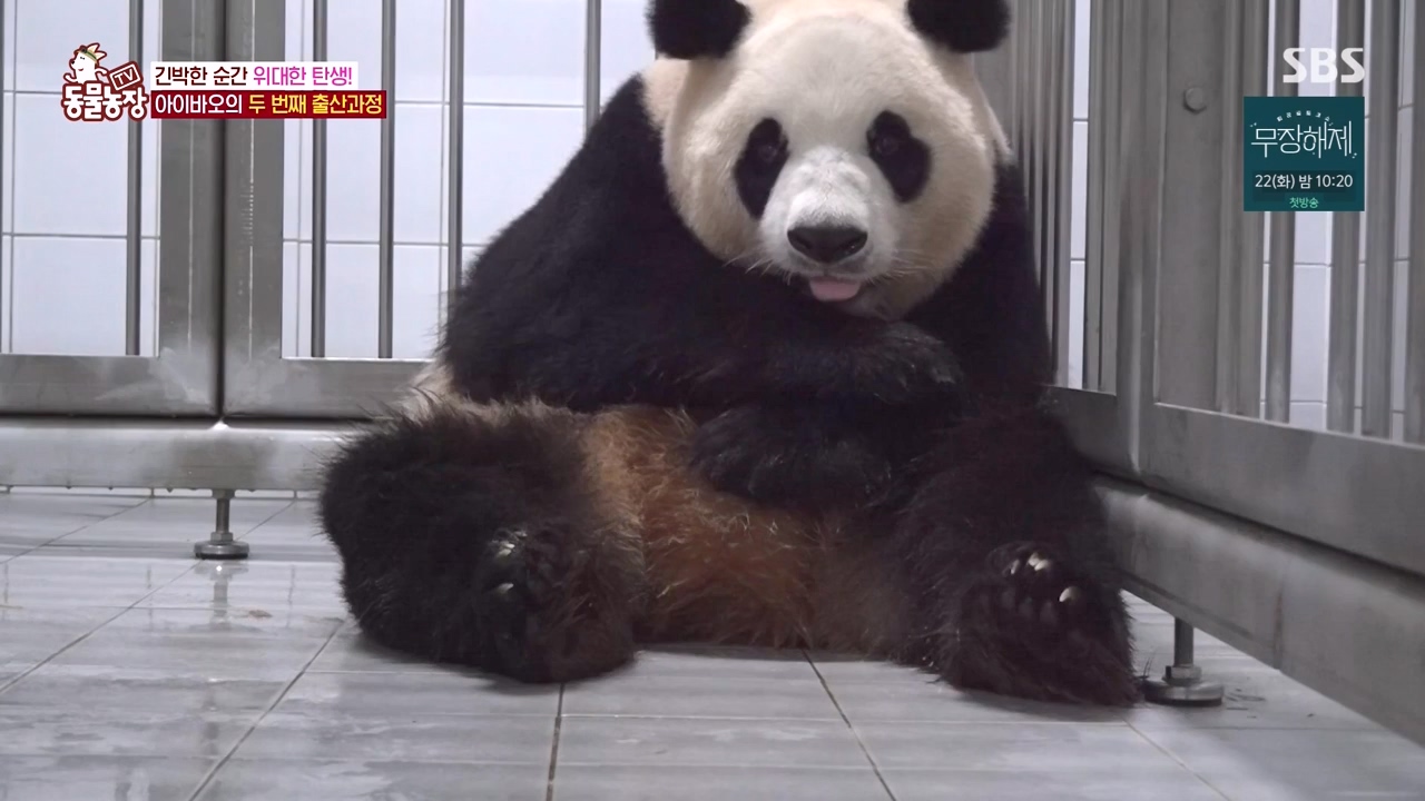 TV 동물농장.E1133.230814p-NEXT.mp4_20230813_171337.163.jpg