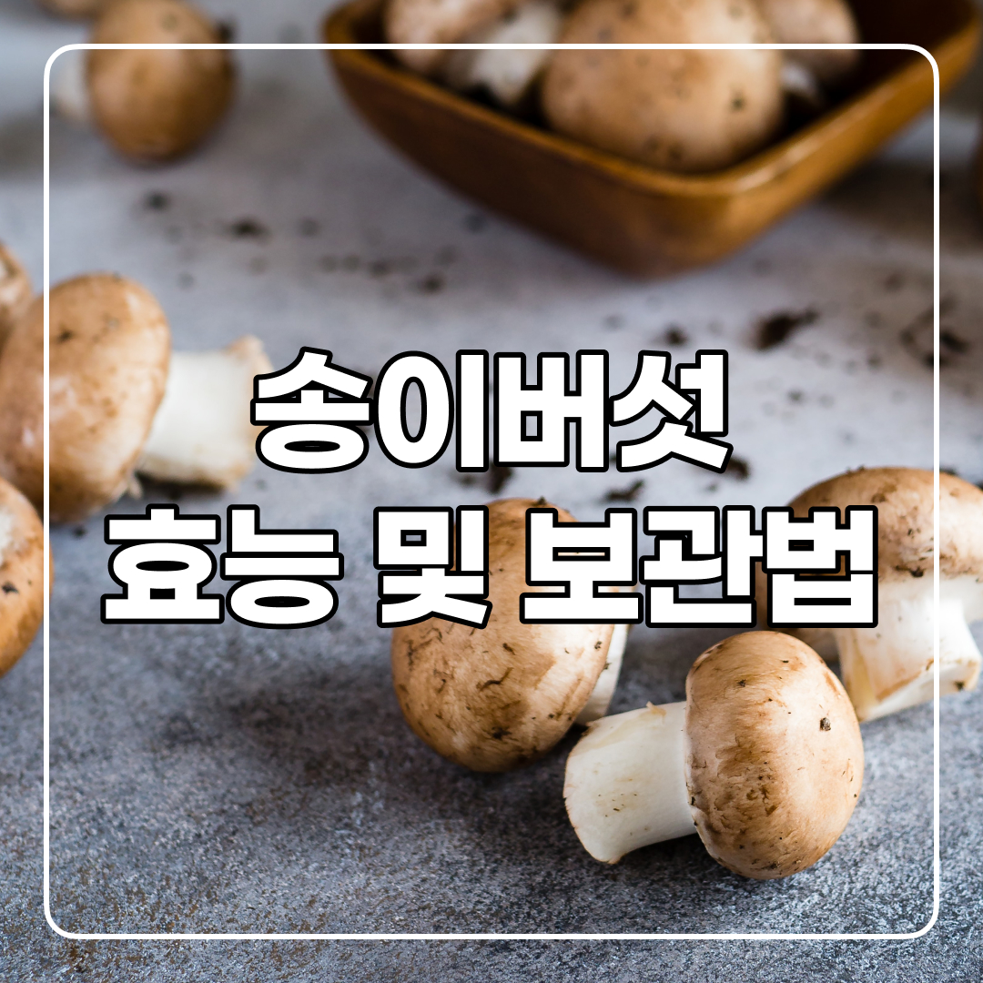 송이버섯 효능과 부작용!(+보관 방법)