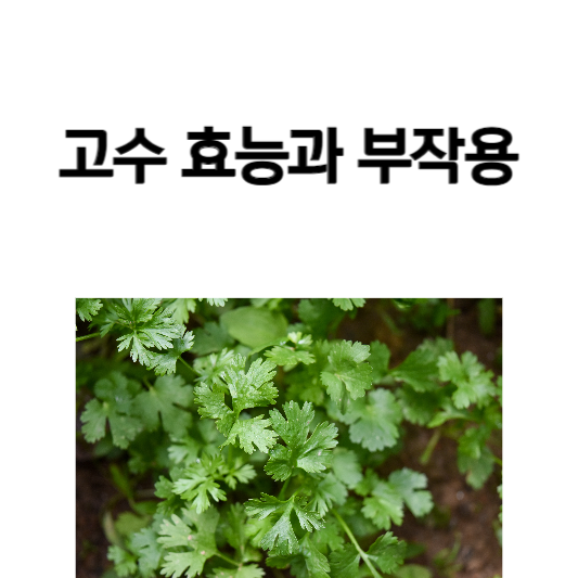 고수 효능과 부작용