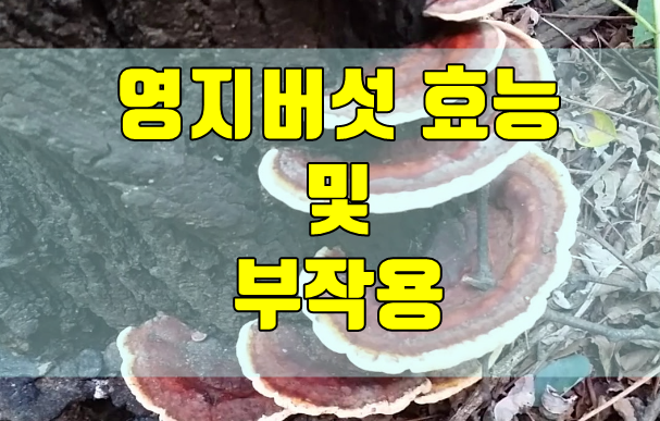  영지버섯 효능 및 부작용