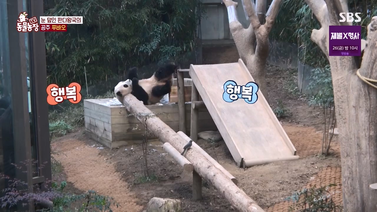 TV 동물농장.E1155.240122p-NEXT.mp4_20240121_145936.611.jpg