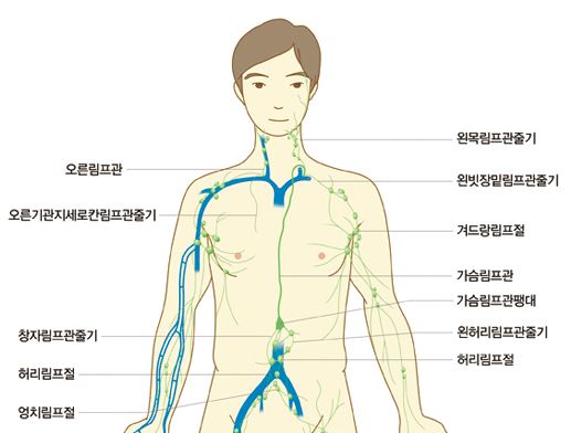 림프계 구조와 기능