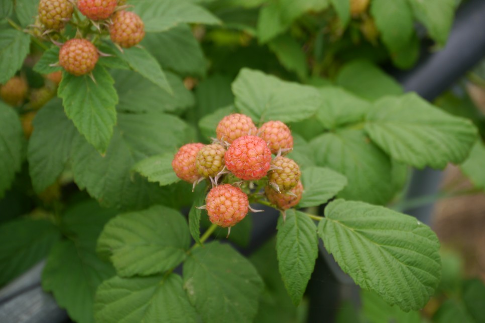 복분자 좋은 다이어트에도 좋아요! 3