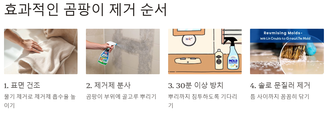 효과적인 곰팡이 제거 순서 