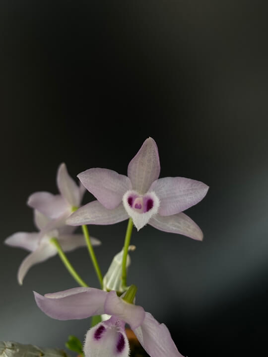 Dendrobium parishii semi-alba &#39;Blue Lip&#39; 꽃사진