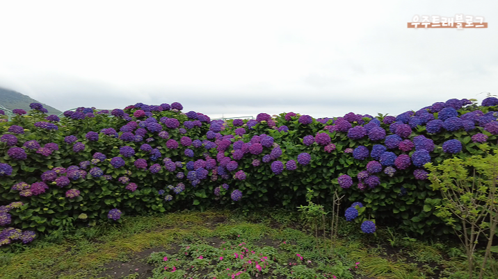 사진12