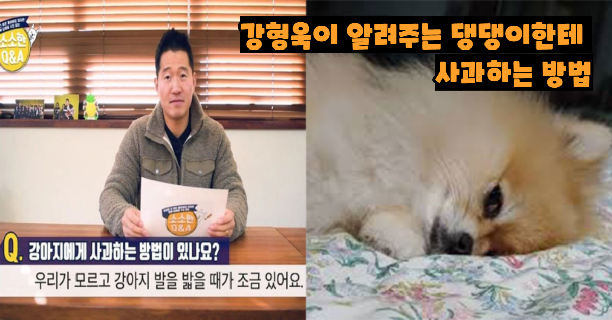  강형욱이 알려주는 댕댕이한테 사과하는 방법