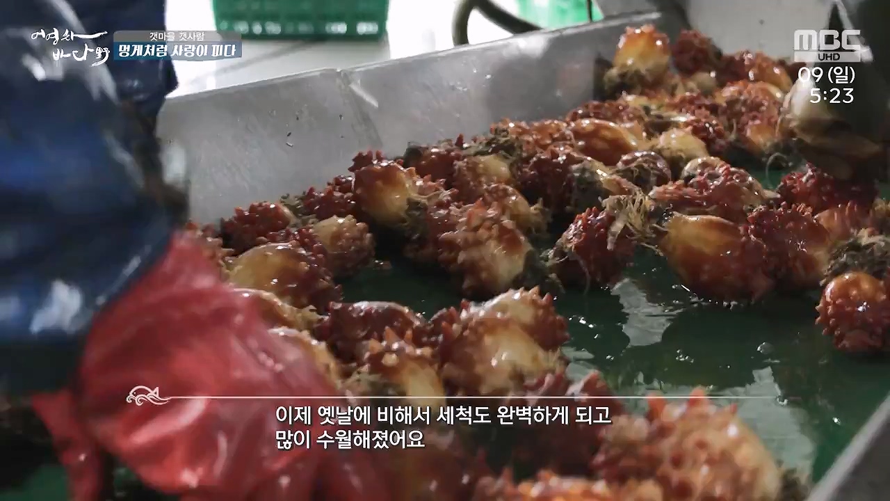 MBC 네트워크 특선 푸른백세 어영차 바다야.E1684.240610p-NEXT.mp4_20240611_203117.438.jpg