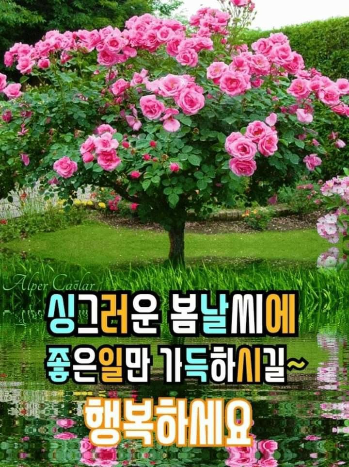  오늘의 좋은글 255번째 오늘은 실패했다고 낙담하지 말고 그냥 처음부터 다시 시작하면 성공할 수 있습니다