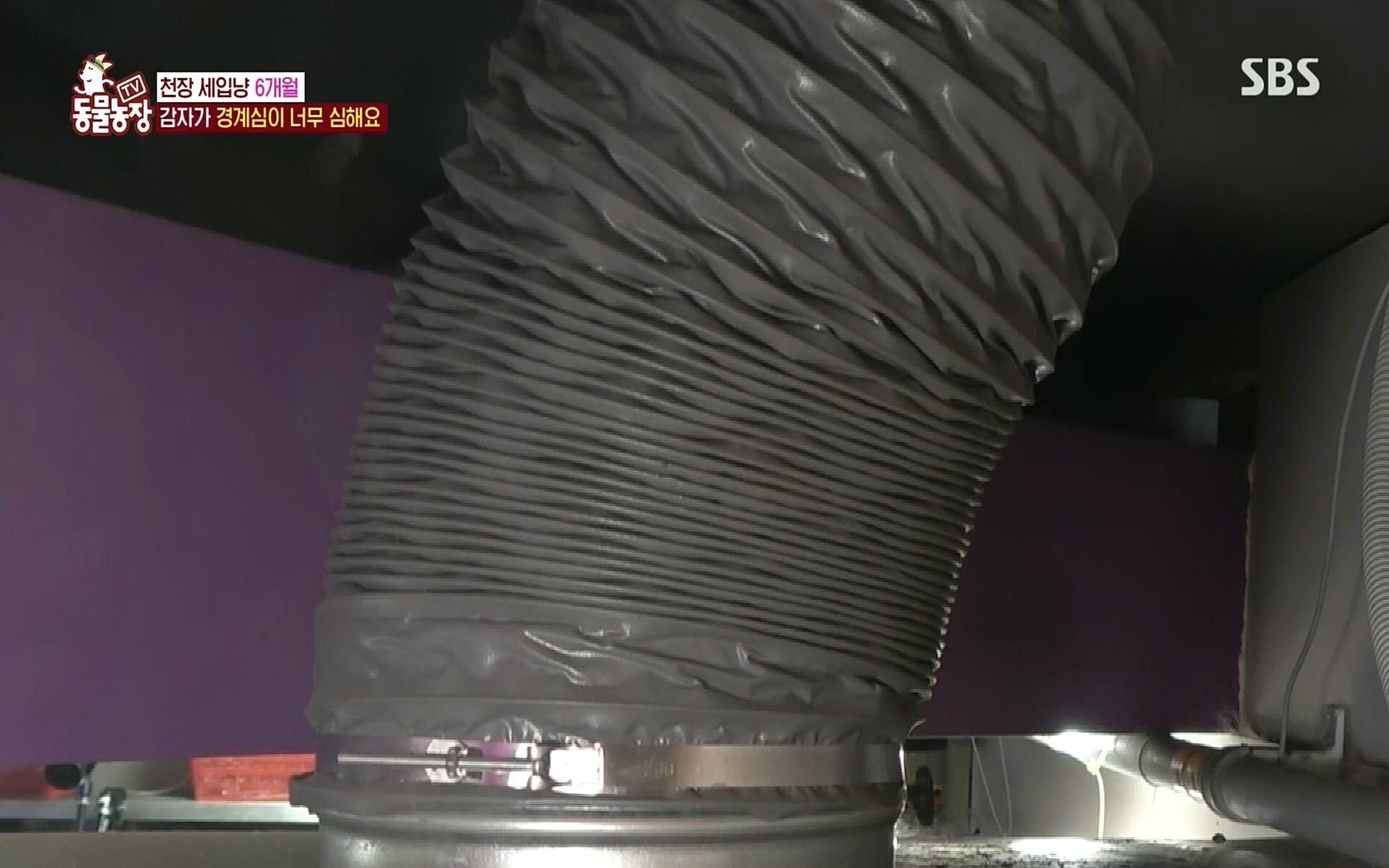 TV 동물농장.E1081.220807p.H264-F1RST.mp4_20220807_213621.274.jpg