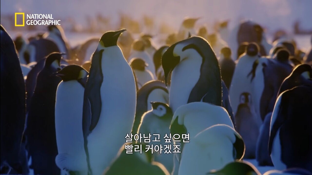  너무 슬픈 한 황제펭귄의 삶..