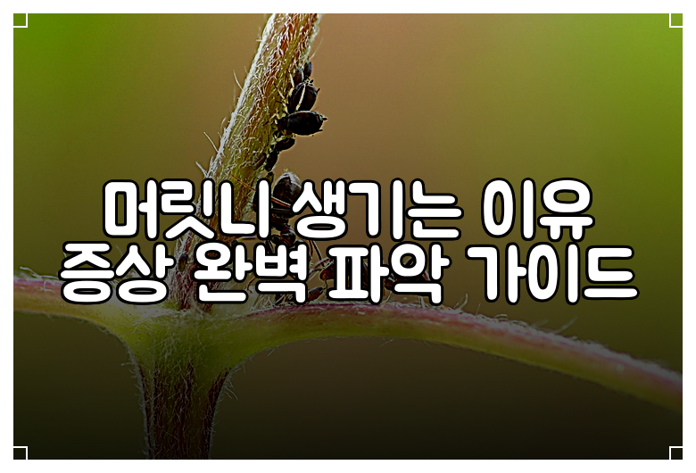 머릿니 생기는 이유 증상 완벽 파악 가이드