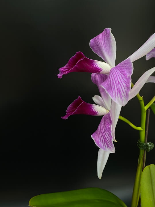 Cattleya purpurata striata