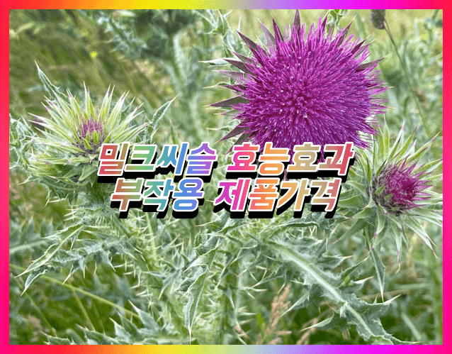  밀크씨슬 효능 효과 다이어트에 좋은 이유 및 부작용 (추천제품 가격 비교, 같이먹으면 안되는 음식)