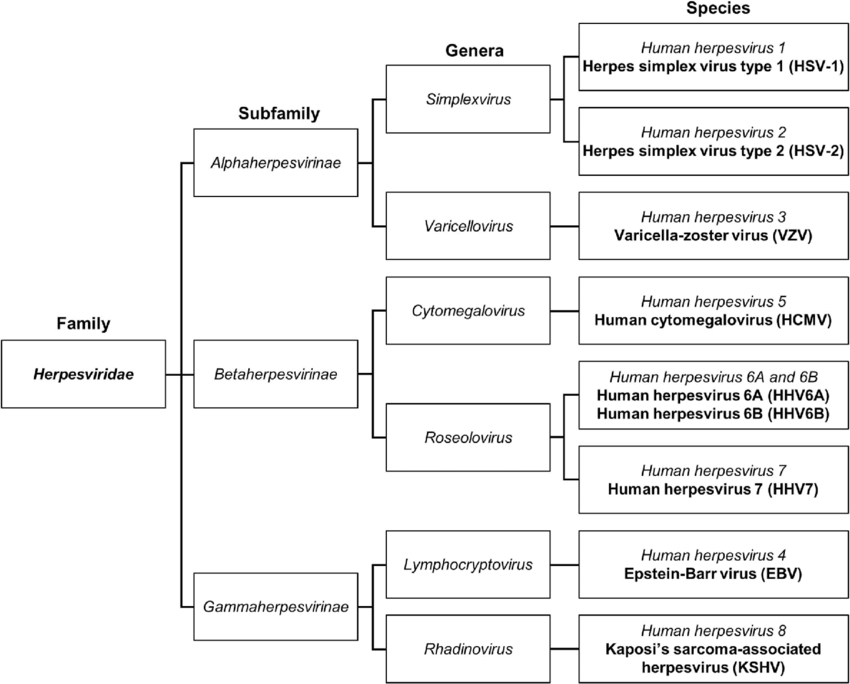 인체를 감염시키는 헤르페스바이러스 종류