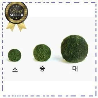 마리모 키우기 세트 밥 번식 먹이 죽음_2