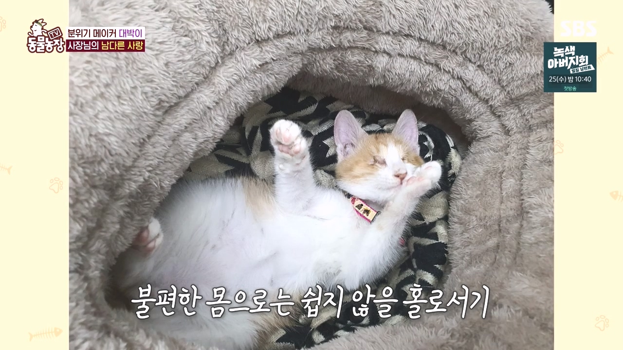 TV 동물농장.E1141.231016p-NEXT.mp4_20231015_174134.614.jpg