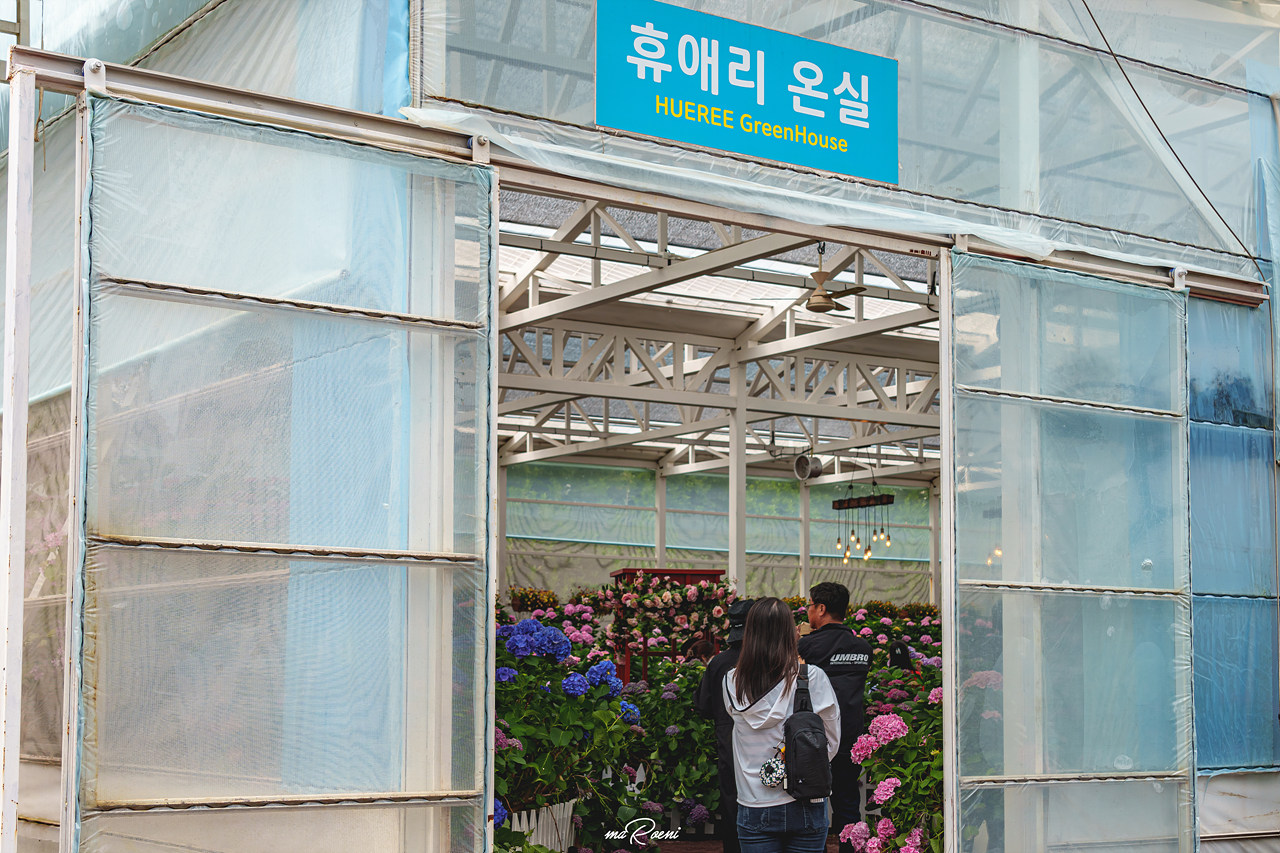 수국축제