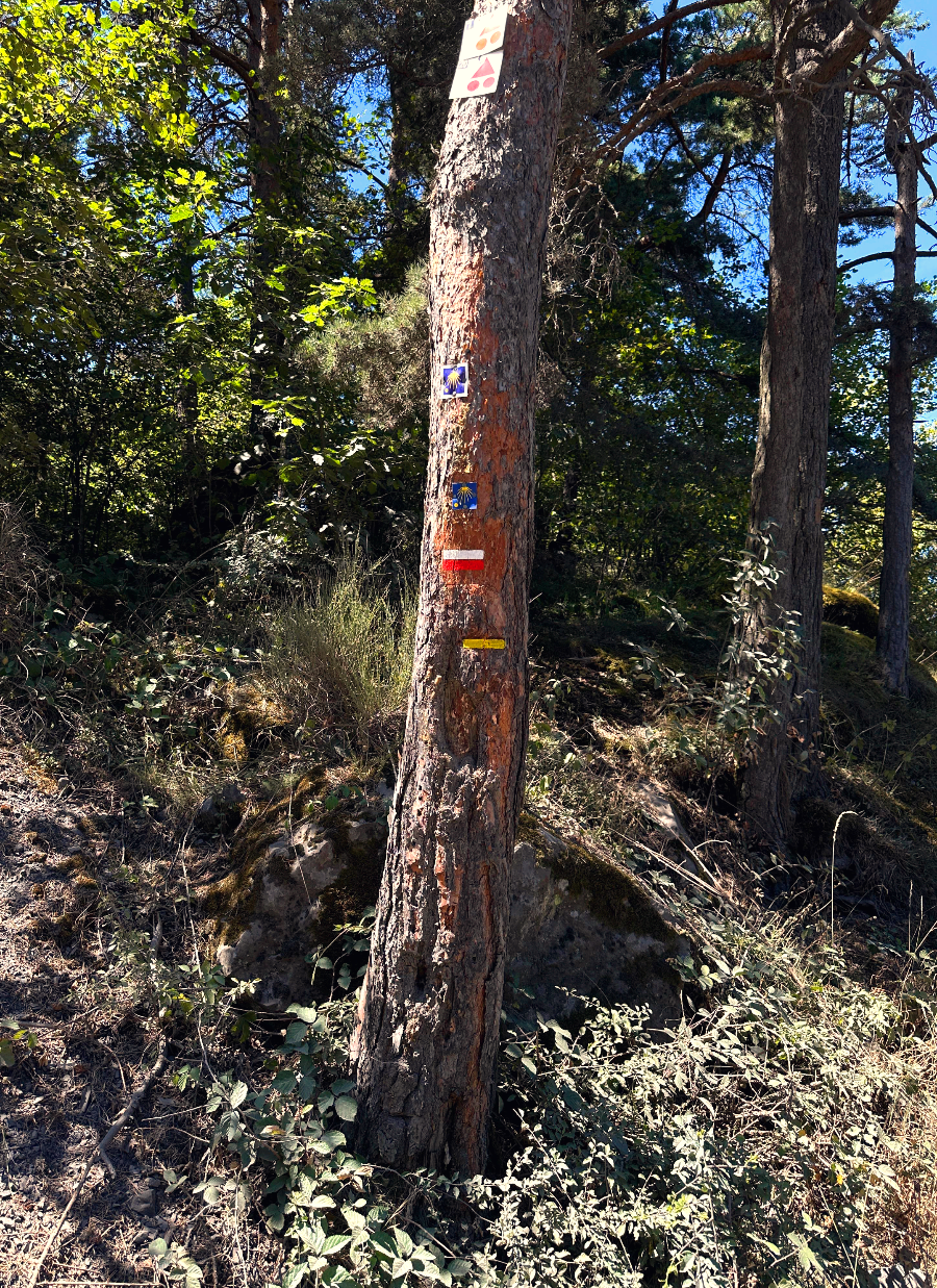 Camino_Way