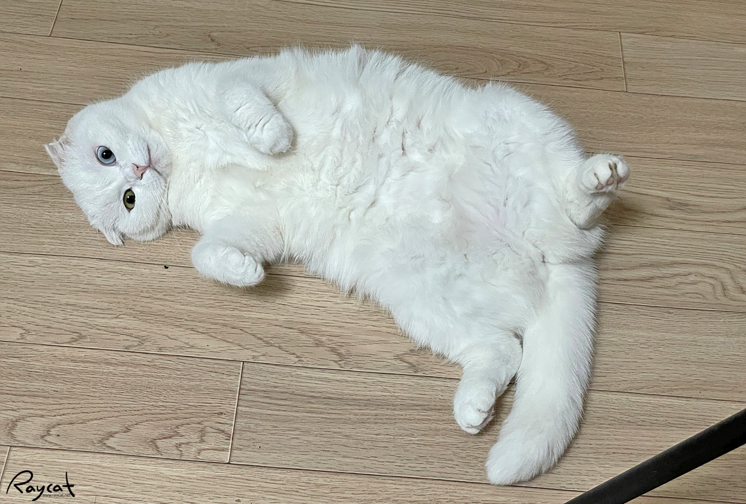 고양이는 왜 집사가 화장실 들어가면 따라오고 울까? 고양이는 왜 집사가 화장실 들어가면 따라오고 울까?