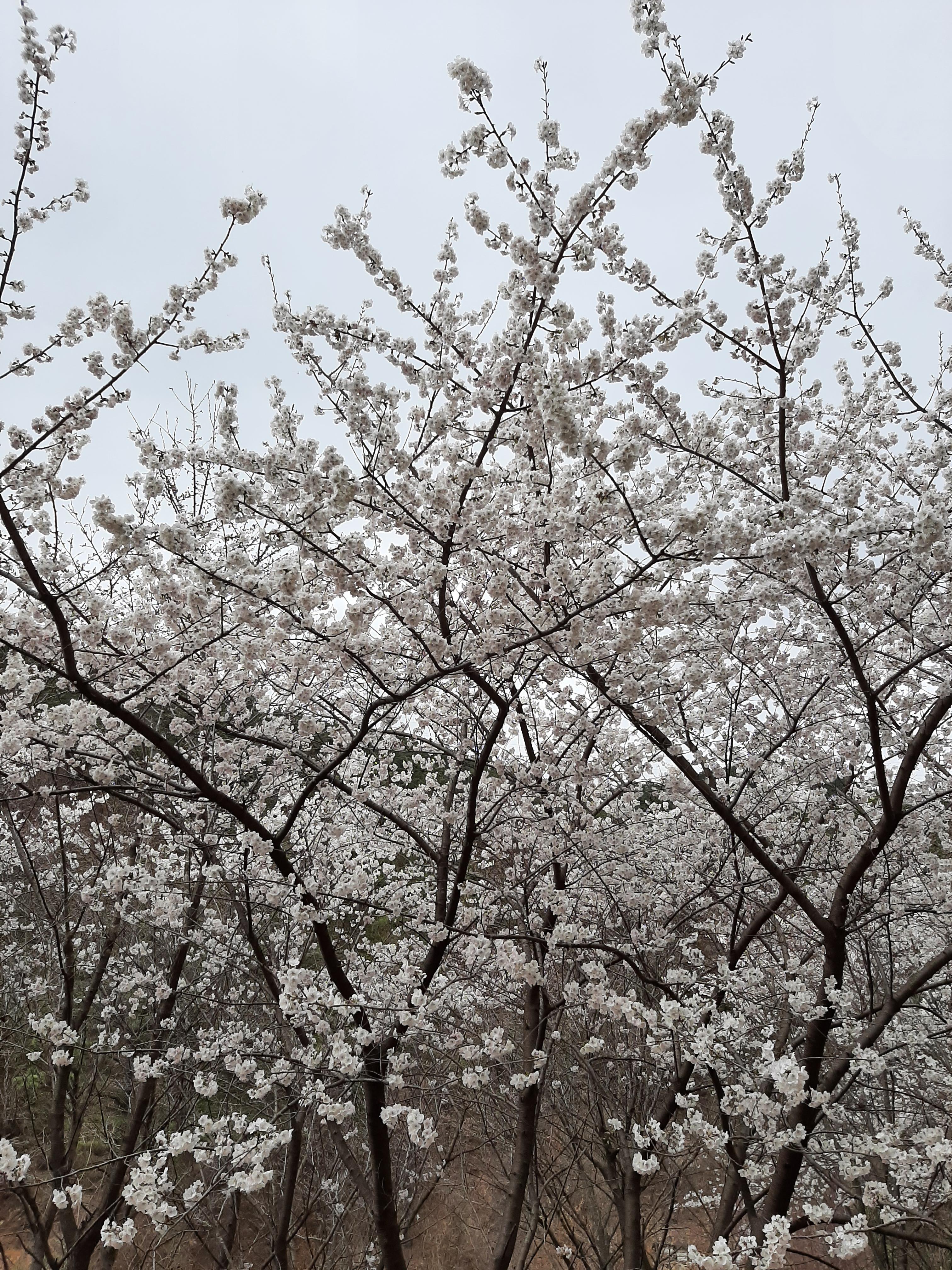 봄꽃 목련과 벚꽃이 한창입니다 / 꽃길만 걸으면 (03/23/22) 36
