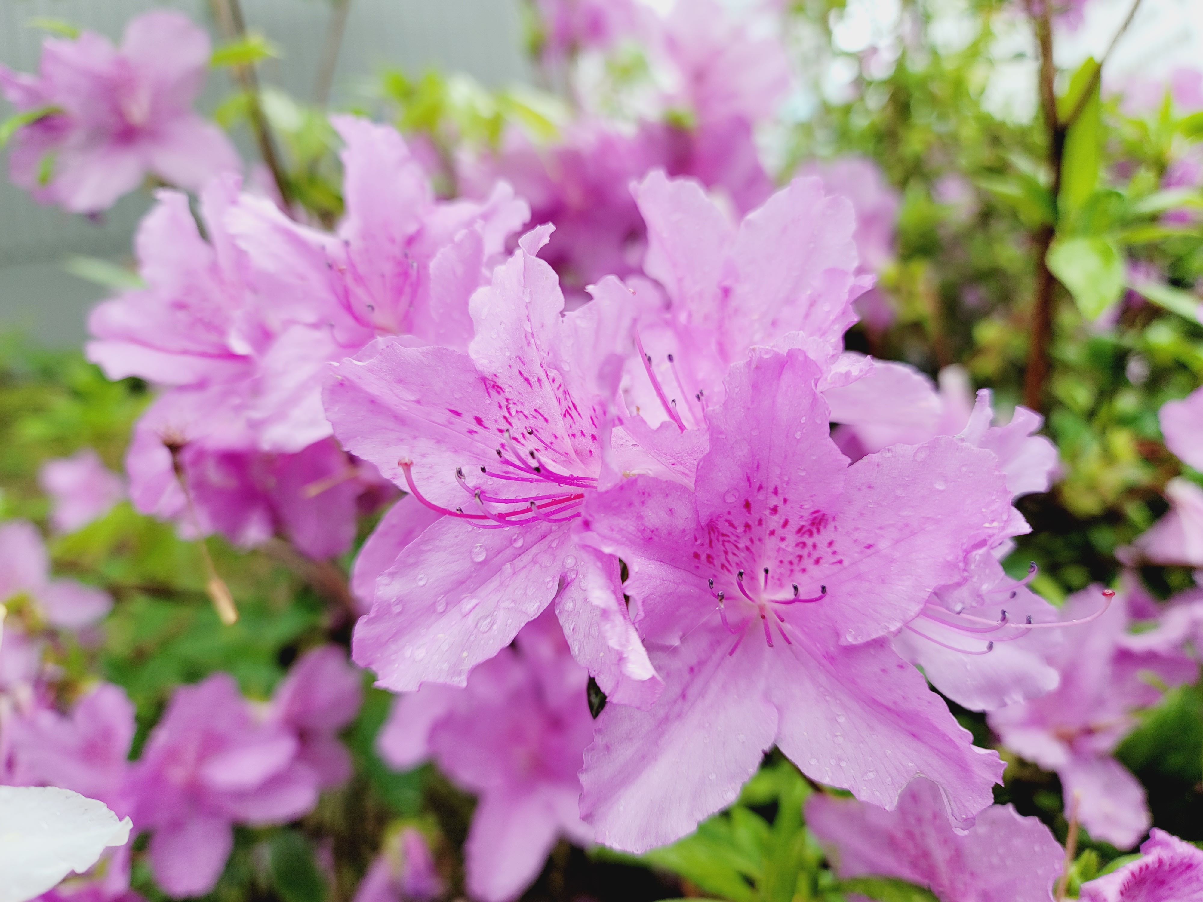 산철쭉 화단접대 57
