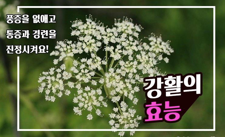  [약초건강] 강활은 풍증을 없애고, 통증과 경련을 진정시켜요! 강활의 효능은? With 강활의 부작용은?