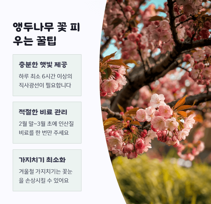 앵두나무 꽃