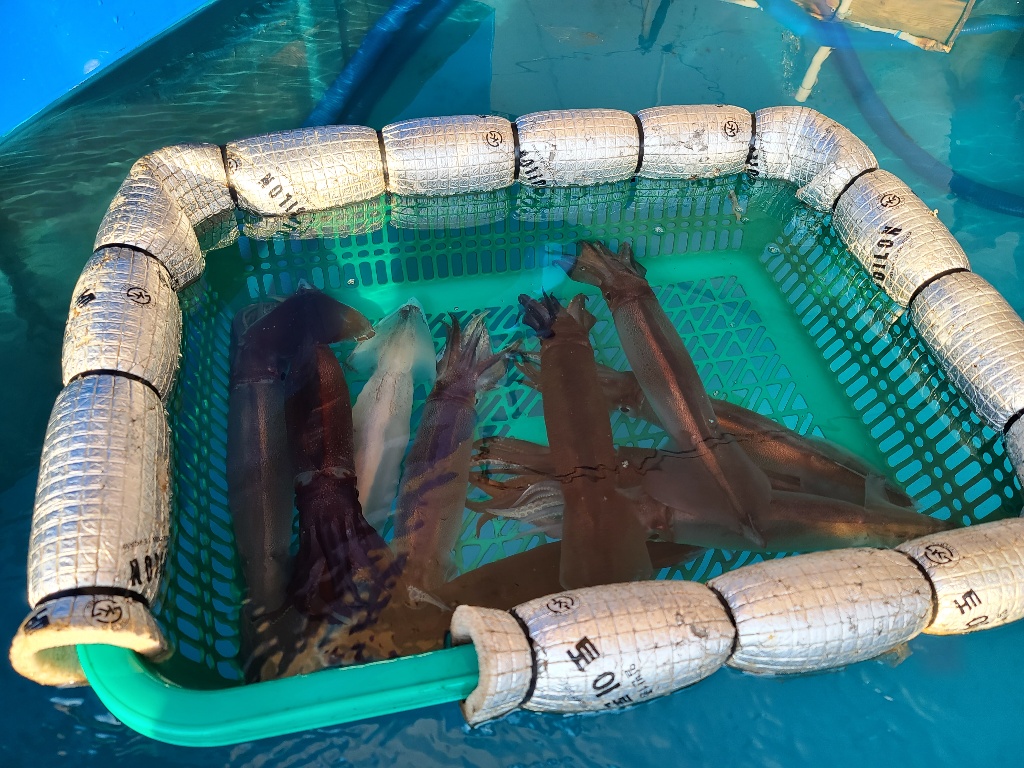 속초 동명항 오징어난전 수조에 있는 오징어 사진