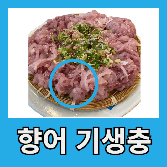 향어 기생충 아니사키스