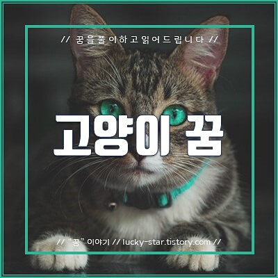  【꿈해몽/꿈풀이】고양이 꿈