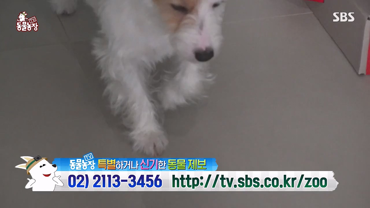 TV 동물농장.E1177.240624p-NEXT.mp4_20240623_163804.055.jpg