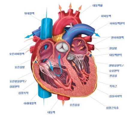 부정맥 증상