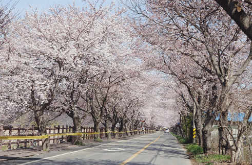 주산벚꽃로