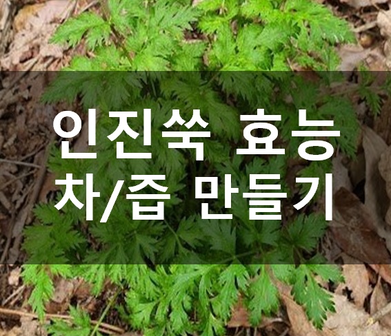 인진쑥 효능 차/즙 만들기