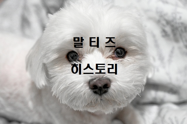  노다지네 잡학다식