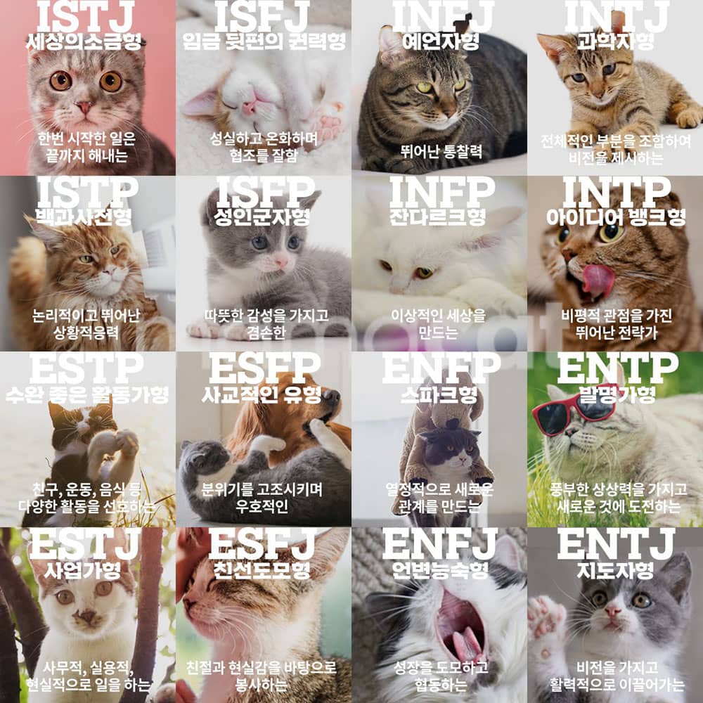 MBTI-고양이