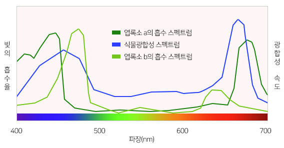 식물 재배를 위한 LED의 파장