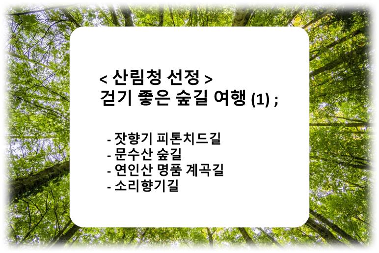 &quot;산림청 선정&#44; 걷기 좋은 네 가지 힐링 산책 숲길 여행 (1) ; 잣향기&#44; 문수산&#44; 연인산&#44; 소리향기길&quot;